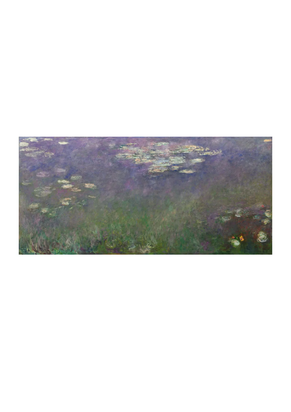 Affiche « Nymphéas (agapanthes) »